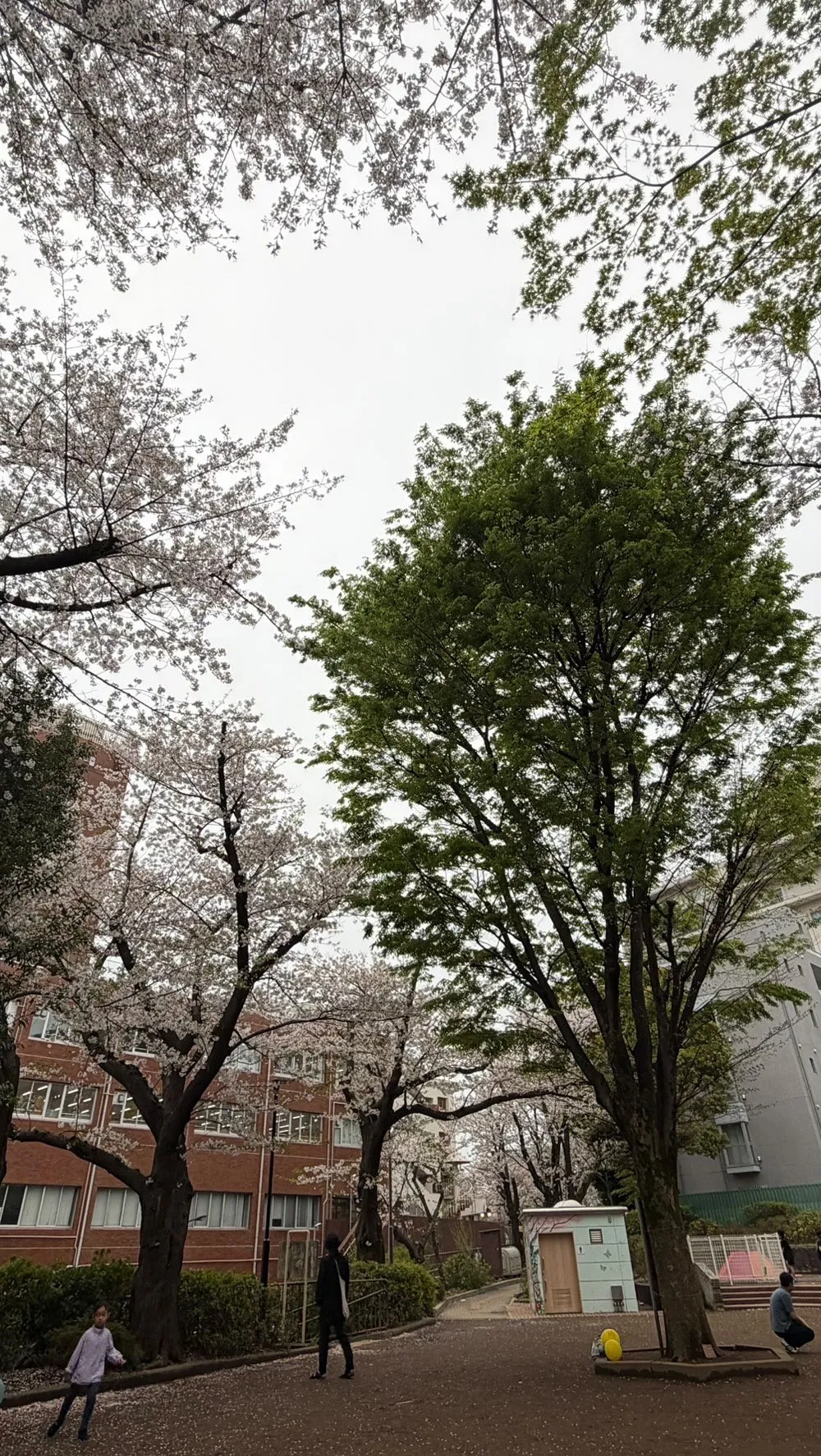 今日は、お花見してきました🌸🍃🍃